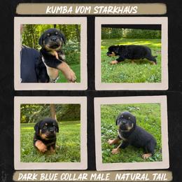 Kumba Vom Starkhaus - Black and mahogany male Rottweiler puppy in Pomfret Center, Connecticut from Starkhaus Rottweilers & Frenchies