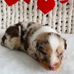 Blaze - Red merle male Australian Shepherd puppy in Zwingle, Iowa from Homestead Aussies & Doodles