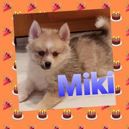 French Bulldog and Pomsky Puppies from Ba's Designer Puppies