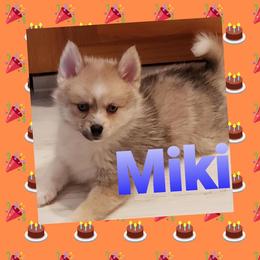 French Bulldog and Pomsky Puppies from Ba's Designer Puppies