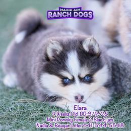 Elara - Blue female Pomsky puppy in Humeston, Iowa from M.A.R. Dogs
