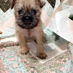 Brussels Griffon Puppies from Turkey Ridge Brussels Griffons