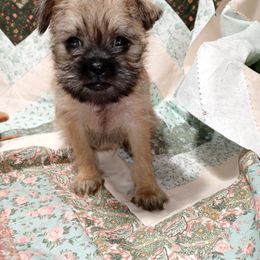 Brussels Griffon Puppies from Turkey Ridge Brussels Griffons