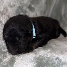 Blue color - Bi-color female German Shepherd puppy in Marion, Ohio from Legacy K9’s