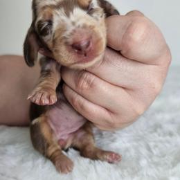 Chocolate and tan dapple female 2 - Dapple female Dachshund puppy in Belle Rive, Illinois from Akin's Miniature Dachshunds, LLC
