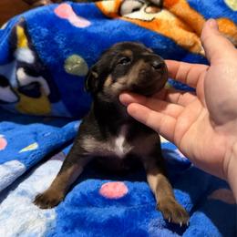 Lykos Wiccan - Black white and tan male Xoloitzcuintli puppy in Manitowoc, Wisconsin from Wonderland Kennel