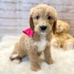 Hydrangea - Cream female Goldendoodle puppy in The Woodlands, Texas from Gracie's Goldendoodles and Bernedoodles