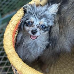 Taffy - Blue merle female Pomeranian puppy in San Diego, California from PS pomeranians