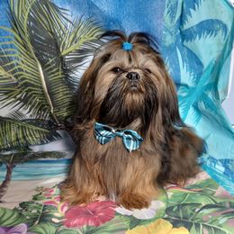 BULLET - Shih Tzu