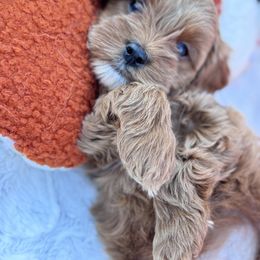 Aussiedoodle and Cavapoo Puppies from Pawsome Aussie Doodles and Oodles