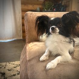 Mavis - Papillon