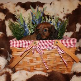 Dachshund Puppies from The Mini Weenies