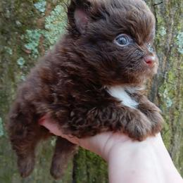Pixie pup 1 - Chocolate male Pomeranian puppy in Carrollton, Georgia from B AND R'S POMERANIAN'S