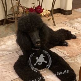 pwg_EdelweissAShadow - Poodle