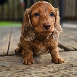 Chocolate Based Red Boy - Dapple male Dachshund puppy in Woodland, Washington from SJs Dachshunds