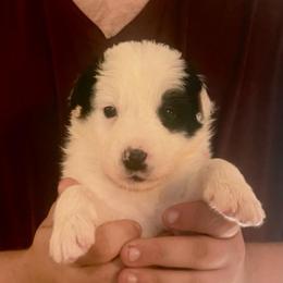 Saiga (Sigh-guh) - Black and white female Border Collie puppy in Lebanon, Oregon from Cahill’s Canines