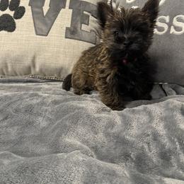 Cairn Terrier Puppies from Pine-Oaks Cairn Terriers, LLC