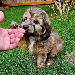 Junebug - Sable female Aussiedoodle puppy in Indiahoma, Oklahoma from Phamily Doodles