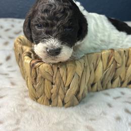 Purple - Blizzard - Parti female Goldendoodle puppy in Cleveland, Georgia from The O.G. Doodles