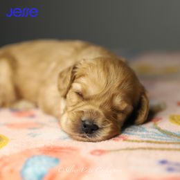Jesse - Cream male Cockapoo puppy in Canastota, New York from Silver City Cockapoos