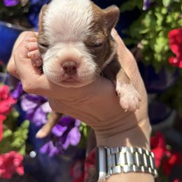 Boy 2 - Seal and white male Boston Terrier puppy in Powell Butte, Oregon from RVF Boston Terriers