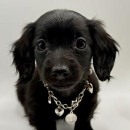 AKC Purple Girl - Black female Dachshund puppy in Bartlesville, Oklahoma from OkieDokieDox