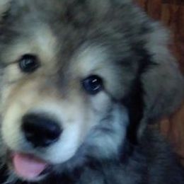 Tibetan Mastiffs from Mystical kennel