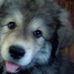 Tibetan Mastiffs from Mystical kennel