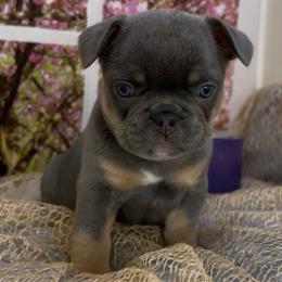 Dakota - Tricolors female French Bulldog puppy in Spokane, Washington from Lilac City Frenchies