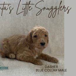 Dasher - Apricot male Goldendoodle puppy in Inez, Texas from Heavenly H Doodles