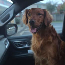 Porter - Golden Retriever