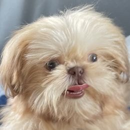 Wyatt - Shih Tzu