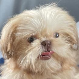 Wyatt - Shih Tzu