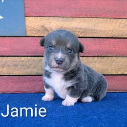 Jamie - Gray and white female American Corgi puppy in Shawnee, Oklahoma from Sunray Ranch