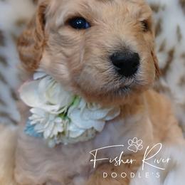 Goldendoodle and Poodle Puppies from Fisher River Doodle's
