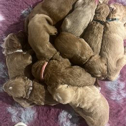Goldendoodle Puppies from Mandi's Doodles