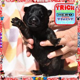 TRICK - Black and red male German Shepherd puppy in Murrieta, California from Diamond Oaks German Shepherds