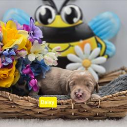 Daisy - Apricot female Goldendoodle puppy in Summerville, South Carolina from Channys Doodles