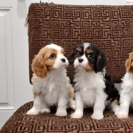 Cavalier King Charles Spaniel Puppies from Brookstone Farm