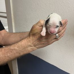 Ada - Black and white female Bernedoodle puppy in Waco, Texas from Doodles of Your Dreams (formerly Texana Doodles)