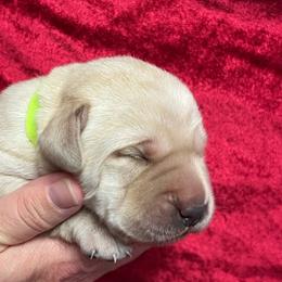 Yellow Male - Lime Green - Yellow male Labrador Retriever puppy in Beaverdam, Virginia from Gold Heart Labradors