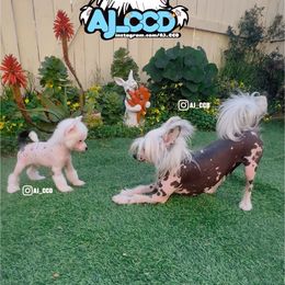 Saturn - White Chinese Crested puppy in San Francisco, California from Aj_CCD
