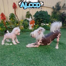 Saturn - White Chinese Crested puppy in San Francisco, California from Aj_CCD