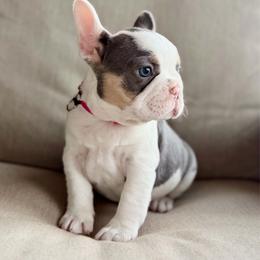 Pink - Tricolors male French Bulldog puppy in Wagoner, Oklahoma from Frenchie Frys