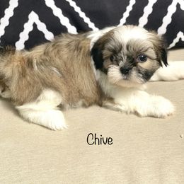 Shih Tzu Puppies from Bay Area Shih Tzu