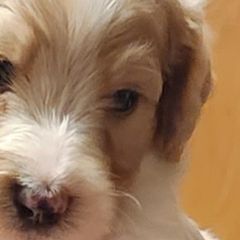 Kiley (Stan) - Double Doodle puppy in Norfolk, Massachusetts from Cat's Golden Labradoodles