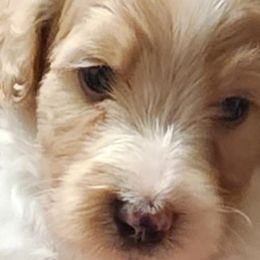 Kiley (Stan) - Double Doodle puppy in Norfolk, Massachusetts from Cat's Golden Labradoodles