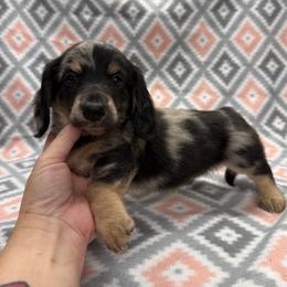 Boy 2 - Dapple male Dachshund puppy in Hoover, Alabama from Tide Town Doxies