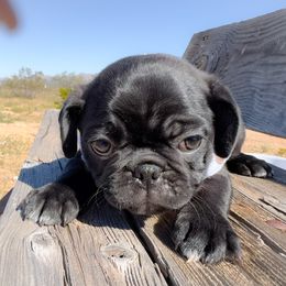 Hunter (white collar) - Black male Pug puppy in Hereford, Arizona from Broken Road Ranch Pugs