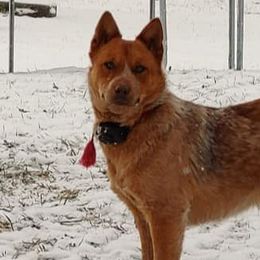 Australian Cattle Dogs from Redemption Heelers